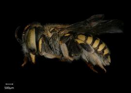   Anthidium jocosum nbsp;female lateral habitus, photo: Jeni Sidwell
